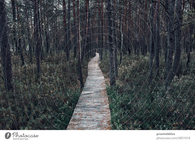 Wooden path leading through the swamp and forest in a natural park day woods tree explore foliage environment outdoors travel green background nature