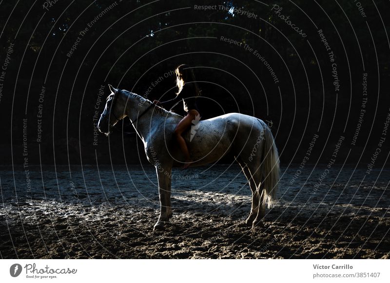 Young beautiful girl with white horse in forest. Woman horseback rider in boho style. Summertime nature scene. animal attractive beauty caucasian countryside