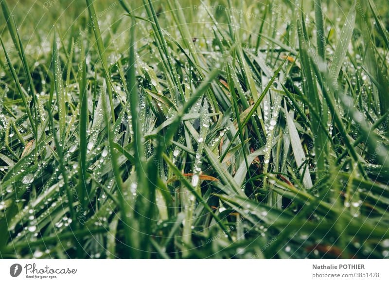 Green grass with drops of water Grass Drops of water Water Meadow Blade of grass Macro (Extreme close-up) Close-up Wet Exterior shot Morning Rain Nature Garden