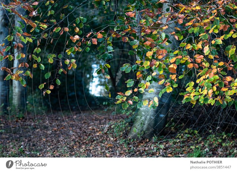 Path in the forest in autumn path Nature landscape Autumn scenery outdoor season foliage fall park colorful leaf leaves Tree