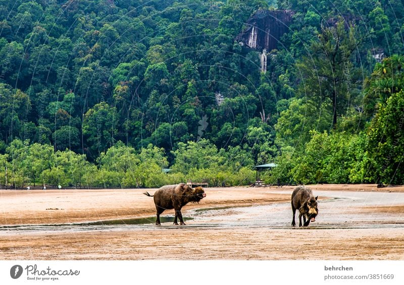 pigs' EIRY coast Sarawak rainforest Beach Landscape Gorgeous Water Ocean ocean beautifully Environmental protection Asia Vacation & Travel Far-off places