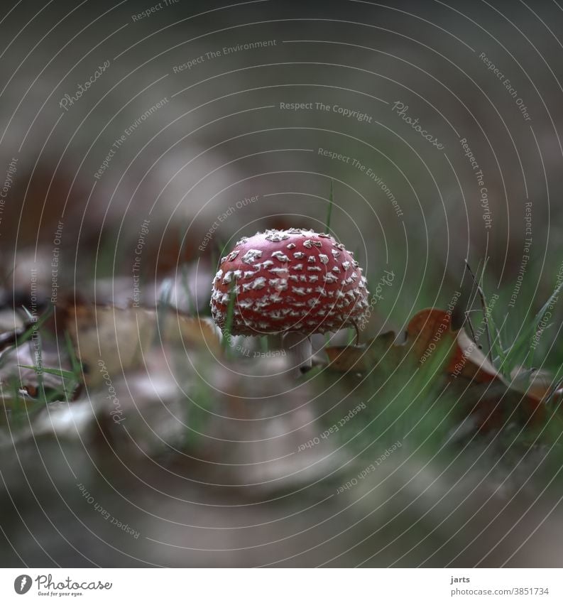 fly agaric Amanita mushroom Autumn venomously Nature Forest leaves foliage Exterior shot Autumnal Autumnal colours Autumn leaves Deserted Environment