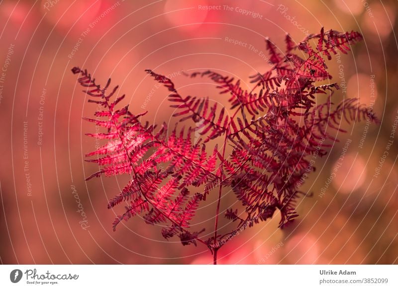 autumn colours - red fern with soft background Fern Fern leaf Autumn Red Autumnal Nature Plant Colour photo Leaf Deserted Exterior shot Shallow depth of field