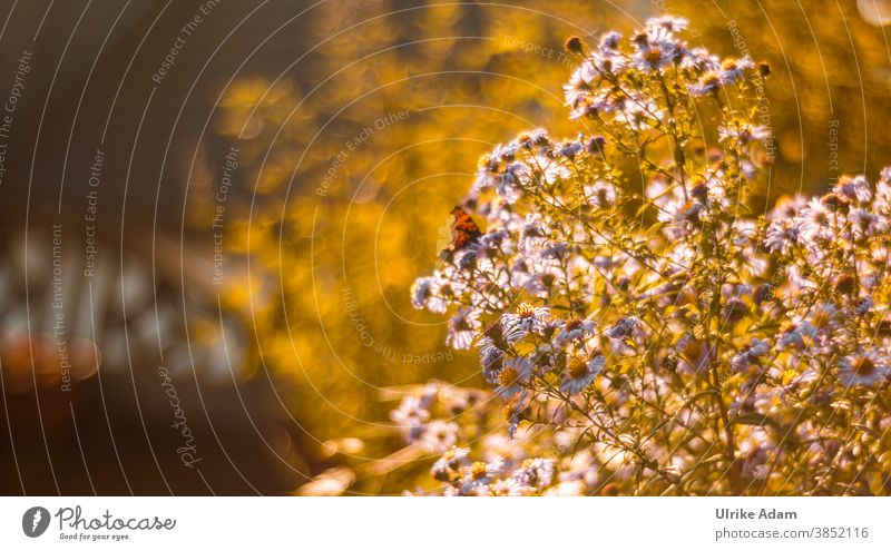 Autumn asters in sunlight. Very soft bokeh due to recording with old glass lens Shallow depth of field Back-light Sunlight Copy Space top Copy Space left