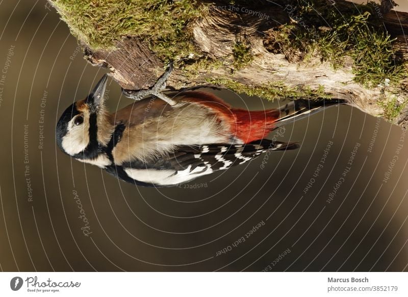 Great spotted woodpecker - female, Dendrocopos major, Syn Picoides major, great spotted woodpecker - female Tree Spotted woodpecker Great Spotted Woodpecker