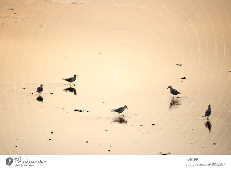 Gulls in the early morning sun gulls Sea bird Gull birds Fischland North Sea coast Sunset Sunrise Ornithology Feather Legs Baltic Sea Wild animal Lake Beak watt