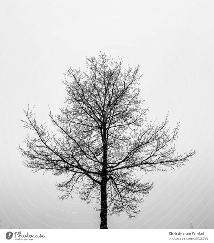 Bald tree with fine branches, photographed against the bright sky, black and white Tree Autumn Winter Bleak bare tree ramifications twigs Twigs and branches