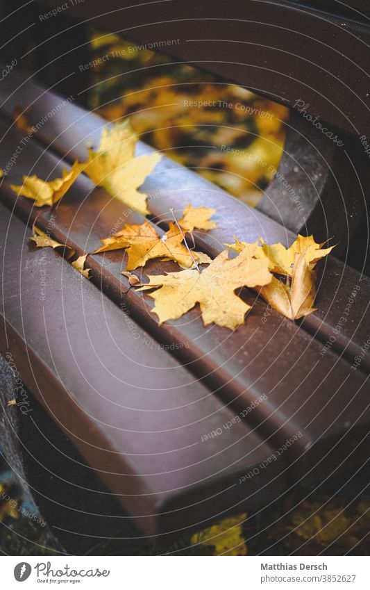 Autumn bench Autumnal Autumn leaves Autumnal colours Sense of Autumn Bench foliage