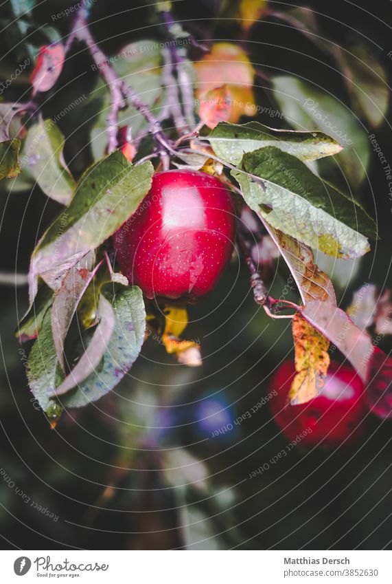 Ripe apple Apple Apple tree Apple harvest Tree Red Detail