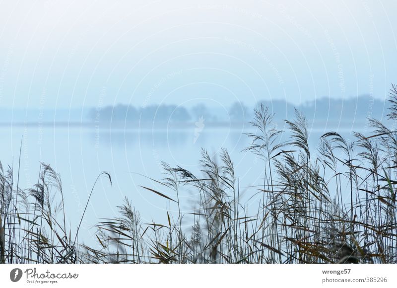 early Nature Landscape Plant Water Sky Horizon Autumn Weather Fog Tree Wild plant Common Reed Marsh grass Coast Bay Lake Boddenlandscape NP Gray Morning