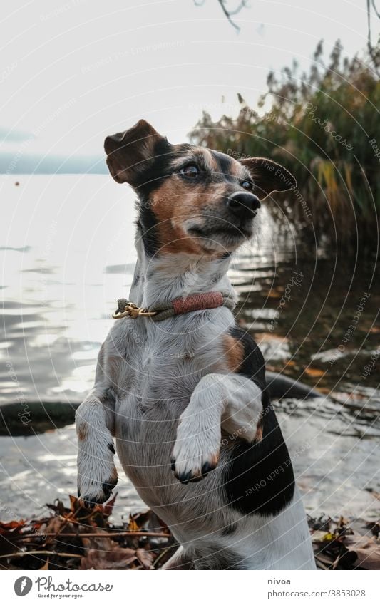 Jack Russel Terrier Jack Russell terrier Dog Animal Pet Cute 1 Brown Small Lifestyle portrait Purebred Obedient White owner Exterior shot Delightful intelligent