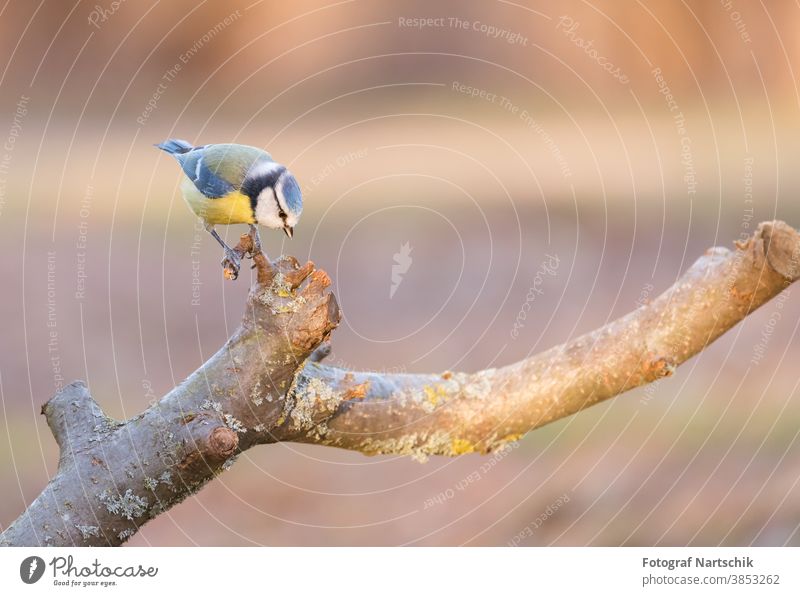 Blue tit on an apple tree branch in the morning sun Tit mouse Sunlight Sunrise Apple tree Branch Nature wildlife Domestic Bird birds