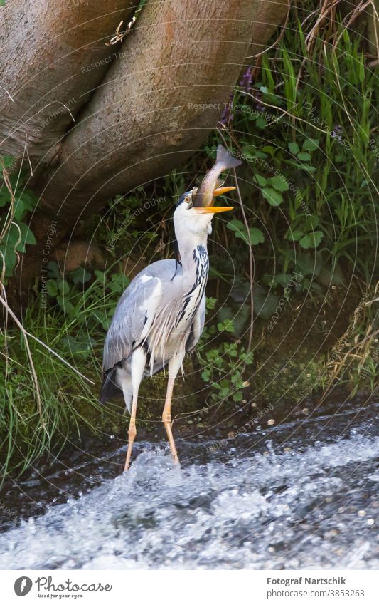 A grey heron devours a big fish in a stream Grey heron Bird birds Heron Nature wildlife Fish To feed Beak Brook Banks of a brook River River bank