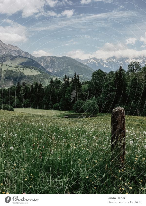 Mountain panorama in Austria mountain hike Hiking Meadow Green Flower meadow herbs flowers Grass Vantage point wide trees Blue sky vacation holiday region