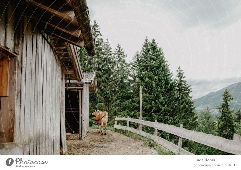 Cow on the alp Alpine pasture Austria Mountain Nature Exterior shot Summer Alps Landscape Colour photo Animal Farm animal Environment Idyll Agriculture