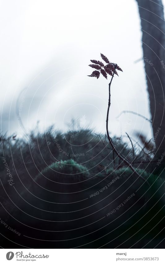 Residual light utilization in the fog at the edge of the forest with leaf of rowanberry decorated with spider threads. Woodground Moss Carpet of moss