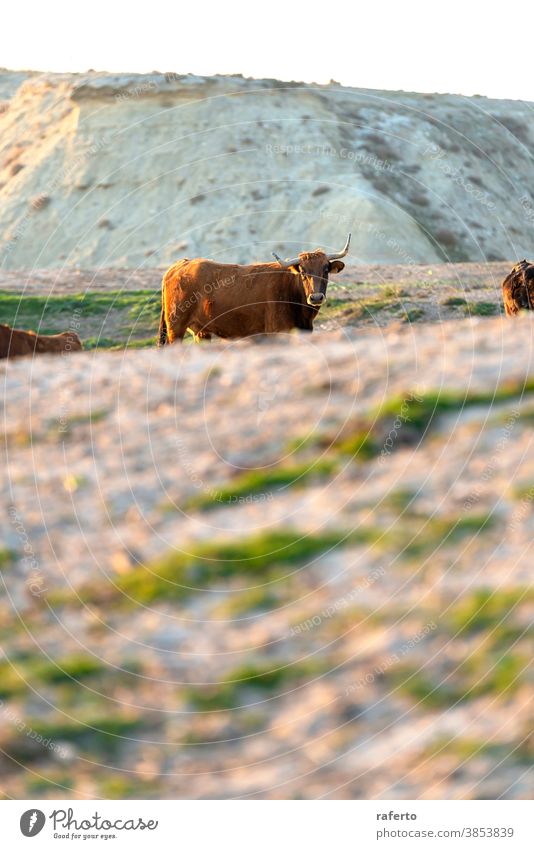 Lonely brown cow on pasture while looking at camera animal bull cattle nature farm field grass agriculture rural calf livestock mammal herd beef horn farming