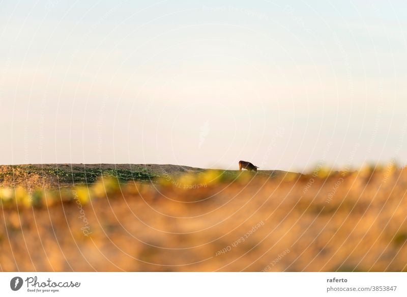 Lonely brown coat grazing on pasture cow animal bull cattle nature farm field grass agriculture rural calf livestock mammal herd beef horn farming green meadow