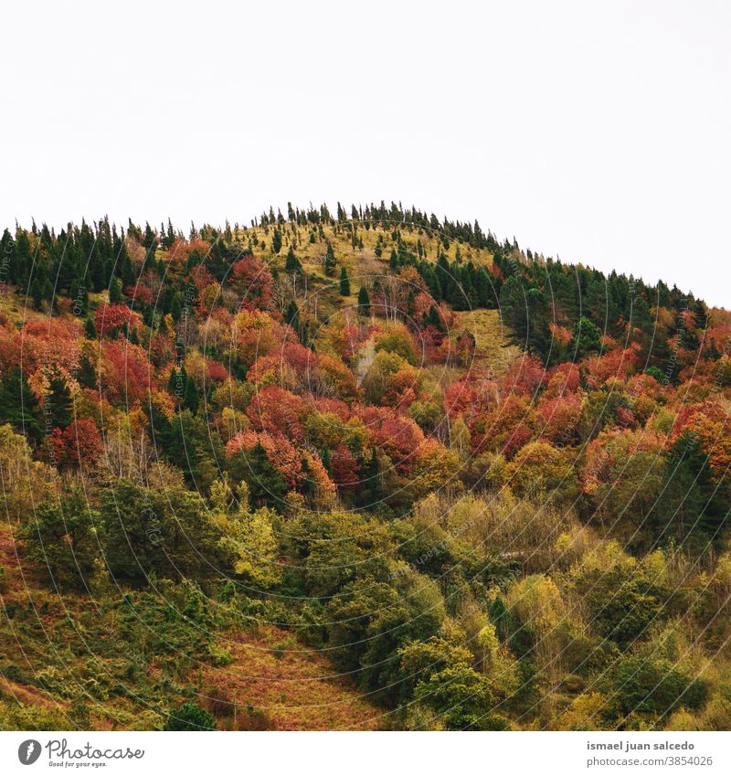 autumn colors in the mountain in autumn season, Bilbao, Spain trees forest nature landscape outdoors view hill travel place destination tranquility serenity