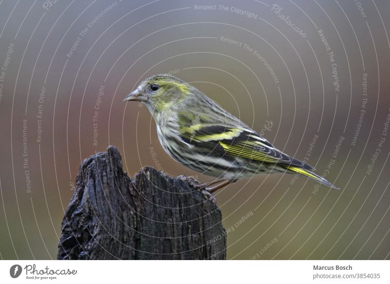 Erlenzeisig,  Carduelis spinus, Eurasian siskin Baum Carduelisspinus Common Common Siskin Eurasian Siskin German Voegel Zeisig Zeisige Zugvoegel Zugvogel animal