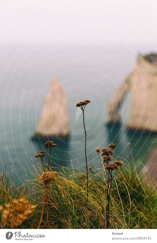 cliffs of etretat, france porte daval landscape detail flower nature seashore grass greeny blue hour la porte damont coast beach scene clouds outdoors twilight