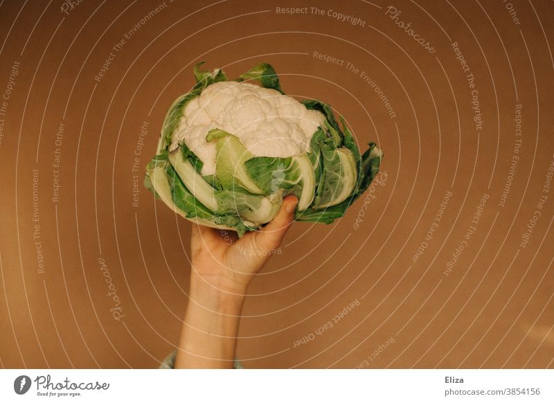 Hand holding a cauliflower against a neutral background. Healthy food. Cauliflower Vegetable salubriously entirely Cauliflower whole Delicious vegan