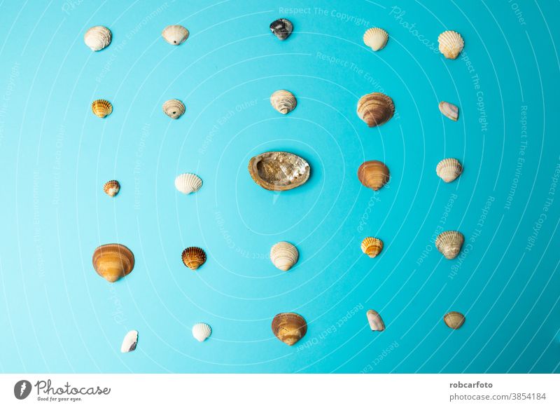 various sea shells on blue background travel beach tropical nature star starfish vacation design summer marine seashell vintage ocean collection border