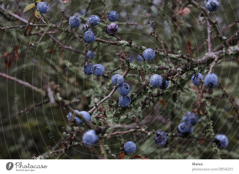 Blue berries of blackthorn ripen on bushes adult agriculture antioxidant autumn beautiful berry blue botany branch cherry close-up damson deciduous eating fall