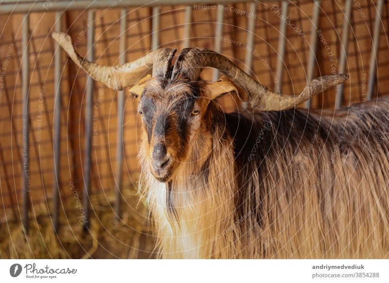 beautiful mountain goat. Mountain ram portrait. Mountain goat with big horns in zoo animal nature natural rock view wildlife mammal europe landscape male