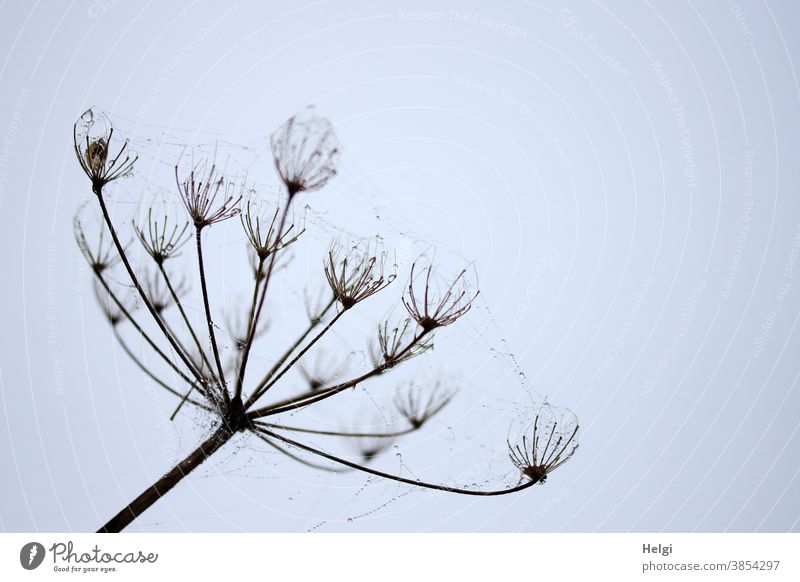 filigree spinning - delicate cobwebs with droplets on a dried-up flower umbel against a grey sky Cobwebby Flower umbel Drop dew drops Fog morning of fog