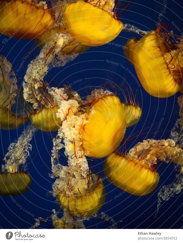 jellyfish floating in aquarium vibrant Water Aquarium Blue Underwater photo Ocean Multicoloured yellow marine Animal Marine animal underwater sea life nature