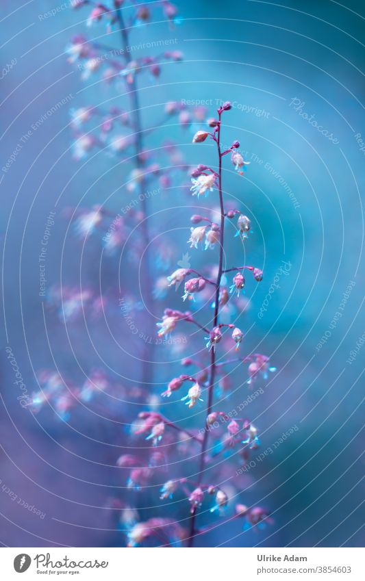 Colour combination I Delicate pink flowers of the purple bell (Heuchera) blend harmoniously with a blue background purple bells haychera Pink Blue Blossom