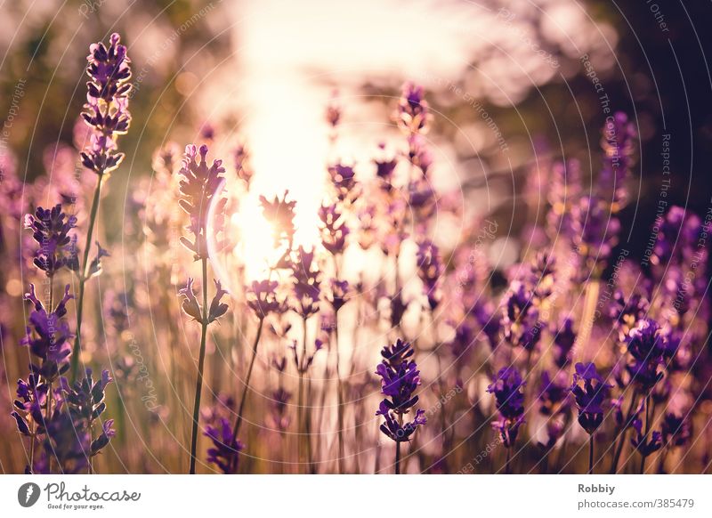 Méfiance en violet II Nature Plant Sunlight Flower Blossom Lavender Meadow Esthetic Fragrance Natural Warmth Violet Spring fever Dream Mistrust Idyll Garden