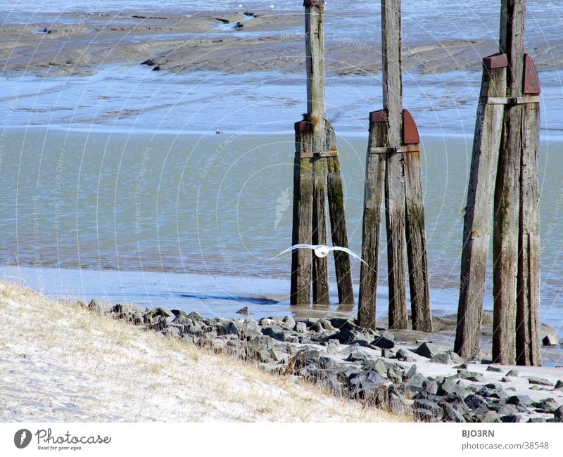 See the sea #15 - Unit Lake Ocean Tide Seagull Bird Animal Dike Beach Waves Grass Wood Water Harbour Beach dune Mud flats Consistent Freedom Stone Sand Old