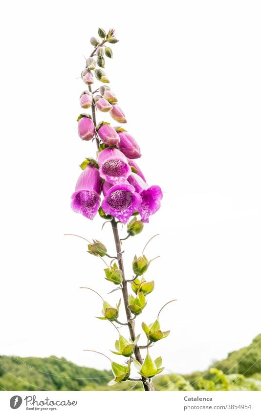 Foxglove from the frog perspective digitalis Digitalis purpurea Plantain plants Nature flora Poison venomously Leaf Blossom blossom wax fade Day daylight