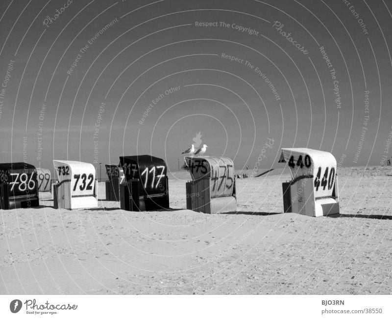 See the sea #13 - Beach animals Beach chair Dike Ocean Vacation & Travel Seagull Bird Lake Sand Black & white photo Sky