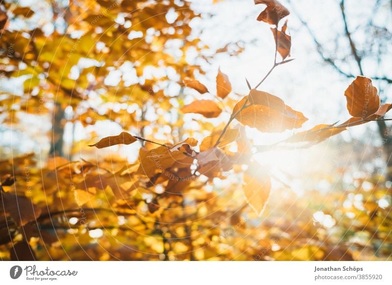 orange colored autumn branches November autumn background autumn colors autumn forest autumn landscape autumn leaves autumn trees backlit colorful fall leaves