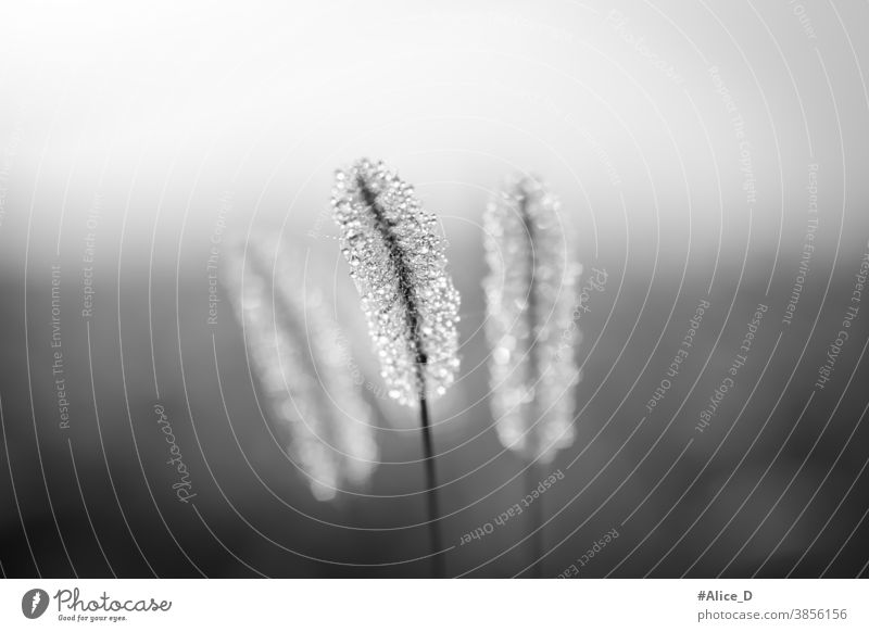 nature meadow grasses close up with dew drops in the morning mist in black and white alopecuroides autumn background beautiful bloom blossom botanical botany