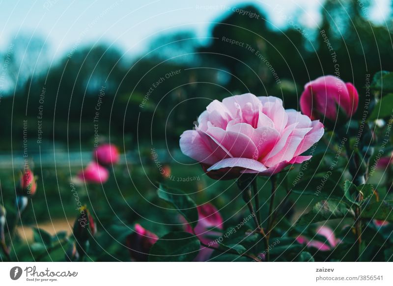 Close up of a beautiful light pink rose in a garden Rose rosaceae Ornamental Gardens cut flowers Commercial Perfume Edible Vitamin Flower Blossom Blooming