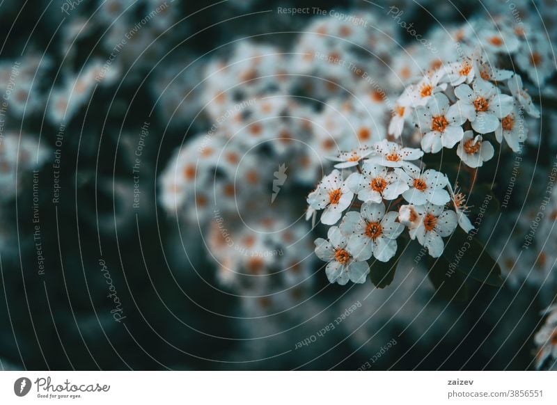 Close-up of some bunches of white crataegus monogyna flower blossom blooming petals botany botanical vegetation floral nature natural