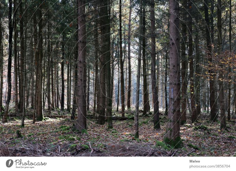 Trunks of trees in a coniferous forest natural leaf plant outdoor green wood autumn beams branch bright calm crossing dawn day environment fall fir fog foggy