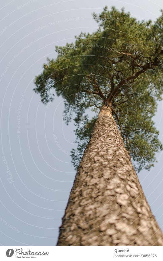 Jaws photographed from below Jawbone Pine nut Stone pine Tree trunk Perspective from bottom to top seen from below Green Nature Pine nuts bark on one's own prop