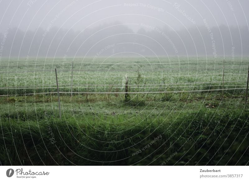 Meadow in morning mist with electric cattle fences Fog Fence Morning Morning fog Agriculture Grass Dawn Nature Landscape Autumn chill Field Band tapes Green