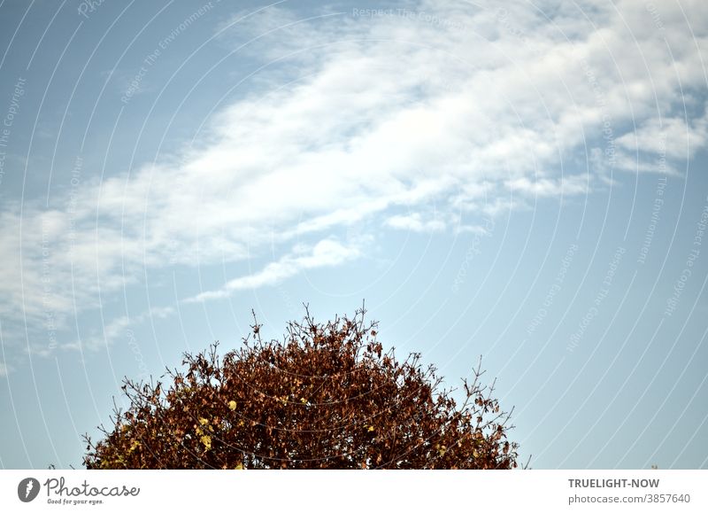 A pale blue sky with a diagonal trail of white clouds offers the round trimmed crown of the autumnally coloured street tree plenty of air to breathe Sky Clouds