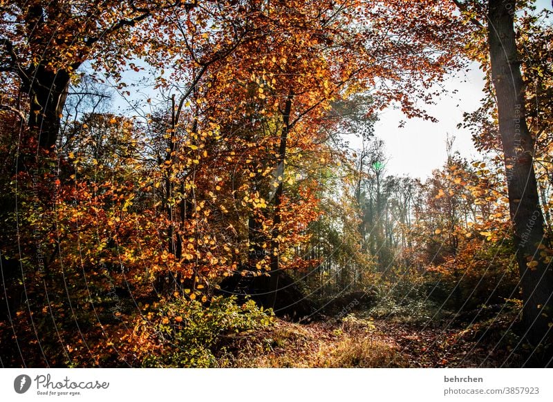 autumn forest Forest Leaf Environment Nature Tree falling leaves Plant Landscape Autumn leaves Colour photo Exterior shot Beautiful weather Seasons