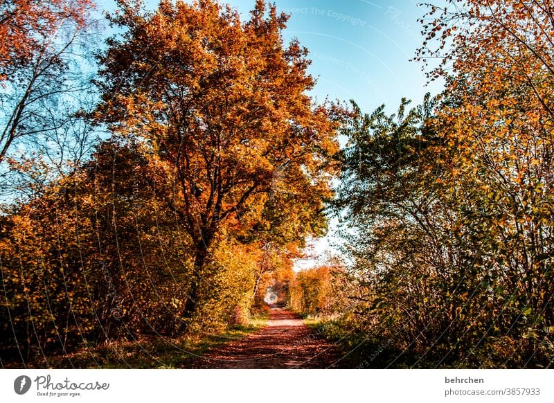 golden sunday falling leaves Sunlight Contrast Light Exterior shot Colour photo Footpath pretty Fantastic Forest Bushes Leaf Tree Plant Autumn Landscape Nature