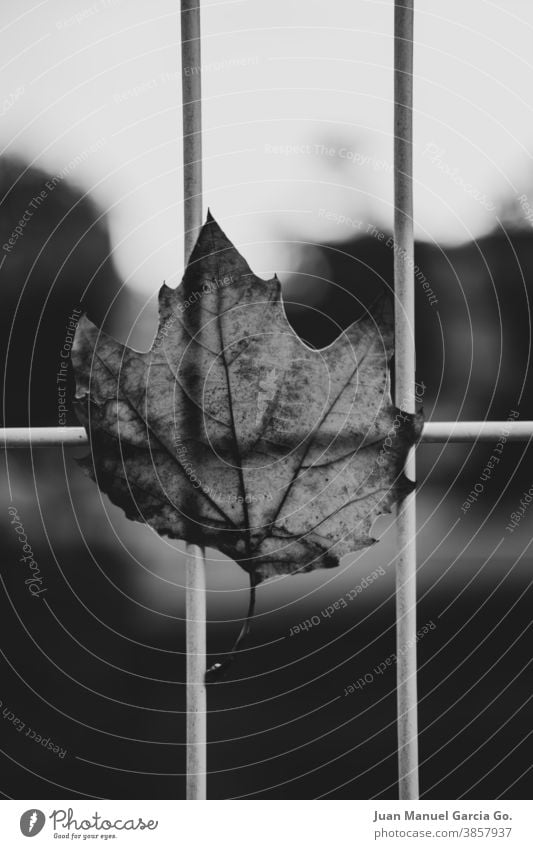 Dry leaf of tree in the city caught in a metal fence by the wind Autumnal weather Environment Day Deserted Early fall falling Autumnal colours Exterior shot