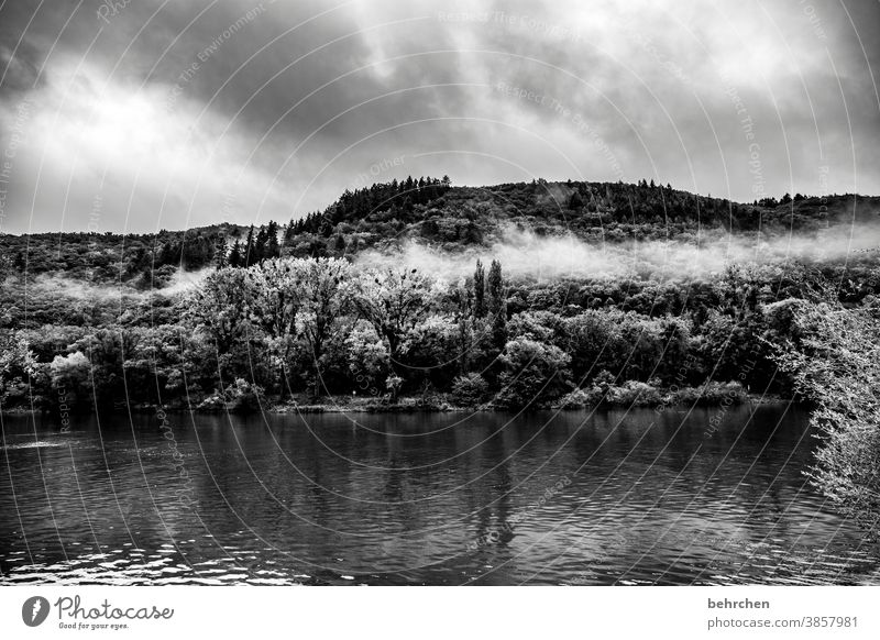 silent Vineyard Seasons Autumnal Rain Hunsrück tranquillity Moselle valley Mosel (wine-growing area) River bank Rhineland-Palatinate Idyll Trip Exterior shot