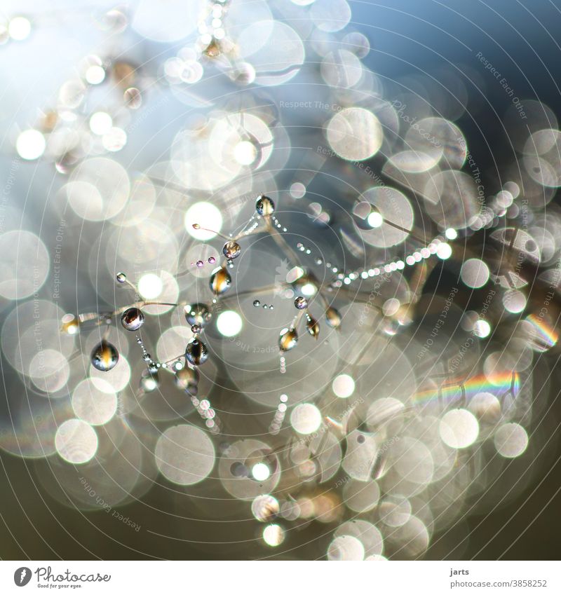 Dew drops at sunrise dew drops Drop Morning Sunrise Autumn Deep depth of field Light (Natural Phenomenon) Reflection Rainbow Exterior shot Colour photo Nature