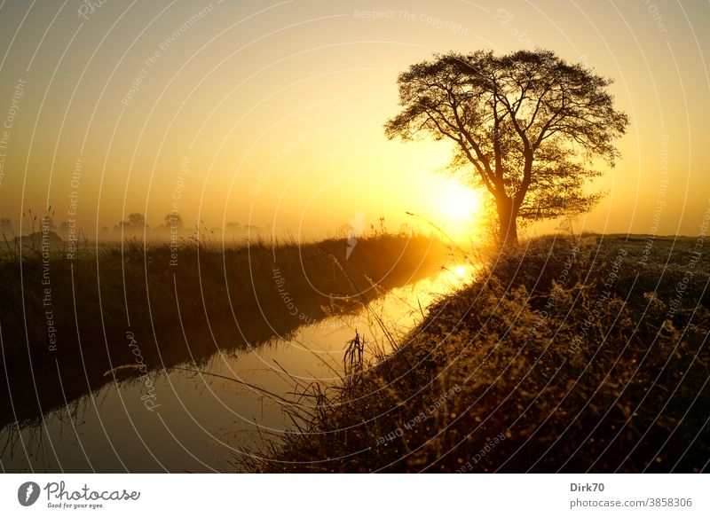 Sunrise, meadow, tree and brook Tree Brook Meadow Willow tree Dig Fog Shroud of fog Morning Dawn morning light Sunlight Sunrise - Dawn Sunrise landscape Sky